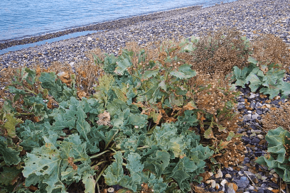 Chou marin sur une plage - Agrandir l'image, fenêtre modale