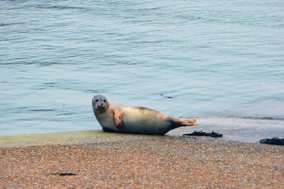 Phoque veau marin - Agrandir l'image, fenêtre modale